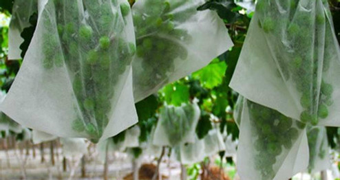 Vải không dệt PP  bọc trái cây - Vải Không Dệt Biển Xanh - Công Ty TNHH Xuất Nhập Khẩu Biển Xanh